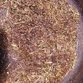 トントンくつくつ's cooksnap of when they made 【5分で出来る】茶葉が大変身！ほうじ茶.