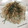 ESPERANSA's cooksnap of when they made 新玉ねぎとツナの和風サラダ.