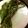 明日も晴れ's cooksnap of when they made ワラビのあく抜き.