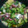 nyobushige's cooksnap of when they made ホタルイカの簡単アヒージョ♪.