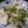 クックBKZ8ID☆'s cooksnap of when they made 疲れた胃に。ホタテとカブの柚子こしょう.