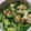 azalea0501's cooksnap of when they made 鶏肉ときゅうりの塩炒め♪.
