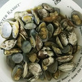 せいママっぴ's cooksnap of when they made アサリのﾊﾞﾀｰ醤油蒸し 簡単ﾚｼﾋﾟ.