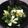 ネスター's cooksnap of when they made パクチー好きにはたまらない！香菜キュウリ.
