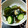 妙ゃん's cooksnap of when they made 【簡単5分】きゅうりの酢の物.