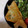 ☆晩酌's cooksnap of when they made 簡単♪ささみの春巻き.