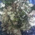 けいよせふ's cooksnap of when they made とまらない♪春菊と桜エビの炒り豆腐.