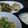 2児ママ's cooksnap of when they made チーズがとろ～リ＊鶏むね肉のパン粉焼き.