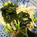 なを８'s cooksnap of when they made 新玉ねぎとわかめのサラダ.