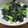 daikanon's cooksnap of when they made 葉物野菜の海苔ゴマ和え.