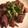 ゆっこころん♡'s cooksnap of when they made 鶏レバーとゴボウのニンニク炒め.