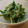 さくらRara's cooksnap of when they made 簡単！ほうれん草のアボカド和え♪.