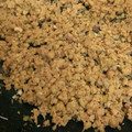 あんこたべたい's cooksnap of when they made 鮭缶そぼろ.