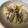 asacobon's cooksnap of when they made あさりとキャベツの蒸し煮.