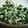 よぉぎゅると's cooksnap of when they made 簡単！梅昆布茶で★水菜の白和え風サラダ♪.