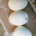 gomanasu's cooksnap of when they made 簡単、キレイに剥けるゆで卵の作り方.