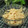 ぽっぽぺぺ's cooksnap of when they made もやしのみそマヨ和え.
