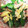 クック2HGI0H☆'s cooksnap of when they made さやえんどうとしらすのかにたま炒め。.