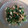 しろくまりん's cooksnap of when they made がんもどきを使って☆ほうれん草の白和え.