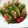 こりらつくま's cooksnap of when they made ＊海老とアボカドのヘルシー野菜生春巻き＊.
