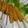 ゆうかりコアラ's cooksnap of when they made 焼きヤングコーン.