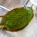 chikappe's cooksnap of when they made 桜の葉の塩漬け.