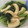 あずき2480's cooksnap of when they made 電子レンジで小松菜と油揚げの煮浸し.