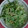 qtmonica's cooksnap of when they made 大豆・水菜・じゃが芋のたらこマヨ和え.
