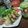 たったんｗ's cooksnap of when they made ピクルスの豚バラ巻き.