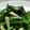 おひさま's cooksnap of when they made どうし菜とエリンギのバターしょうゆ炒め.