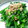 おひさま's cooksnap of when they made どうし菜のごま和え.