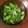 kisaragi1's cooksnap of when they made 春キャベツ＊しんぷるナムル風.