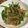 manamicha's cooksnap of when they made 簡単！早い！彼も満足のチンジャオロース♪.