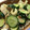sacchiino's cooksnap of when they made 簡単！昆布茶できゅうりのお漬物.