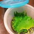 ami-rarara's cooksnap of when they made 大葉の保存法.