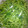 新米嫁　ともぞう's cooksnap of when they made 豆苗の柚子こしょうマヨネーズあえ.