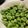 のりぞ～♪'s cooksnap of when they made しわしわにならない☆そら豆の茹で方☆.