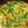 82tarou's cooksnap of when they made 俺流！絹さやの玉子とじ.