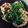 シェメ's cooksnap of when they made 牛しゃぶとホウレン草のゴマ和え☆.