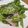 acc09's cooksnap of when they made 野菜いっぱい簡単マリネ(o^^o).