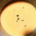 ｋａｊｉｋ's cooksnap of when they made 簡単！濃厚！にんじんのポタージュ.