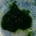 ポッテ's cooksnap of when they made 【離乳食】ほうれん草の冷凍保存.