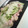 yukidango's cooksnap of when they made 簡単☆炊飯器で作る蒸し鶏.