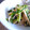 ちかさくら's cooksnap of when they made 定番小鉢☆ササミとわけぎの辛子和え.