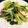 ちゃっきー0423's cooksnap of when they made 小松菜とたこと枝豆のアーリオ・オーリオ.