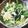 ＹＫＮ４．３'s cooksnap of when they made 簡単やみつきキャベツ 改訂.