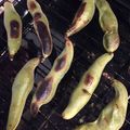 Madoka99's cooksnap of when they made ほっこりソラマメ♡パパの居酒屋おつまみ.