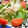 neco097's cooksnap of when they made ささみときゅうりのごまマヨネーズサラダ.