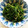 aikokeshi's cooksnap of when they made おかひじきのお浸し～梅しそ風味＊*.