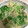 ＩＡＭ's cooksnap of when they made 柚子胡椒香る♪山東菜ときのこの和風パスタ.